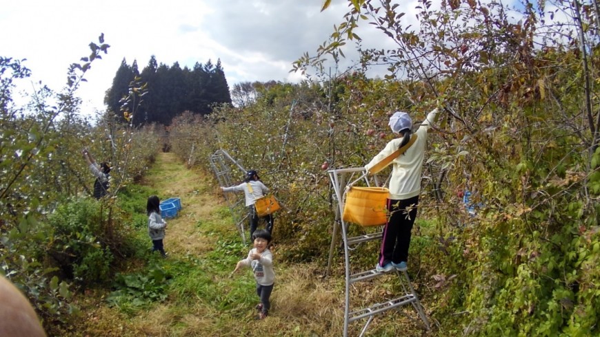 子供たちとリンゴ収穫